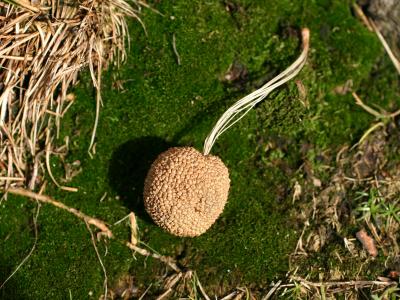 Sycamore Seed Pod on a Bed of Moss WSVG