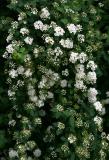 Bridal Veil Branches