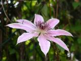 Clematis