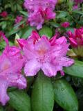 Vibrant Metalic Pink Rhododendron