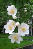 Mock Orange or Philadelphus WSVG