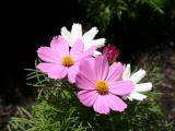 Cosmos Asters