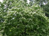 Catalpa Tree