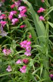 Pink Penstemon