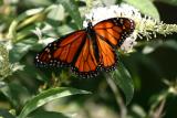 Monarch on  Butterfly  Bush Blossoms WSP