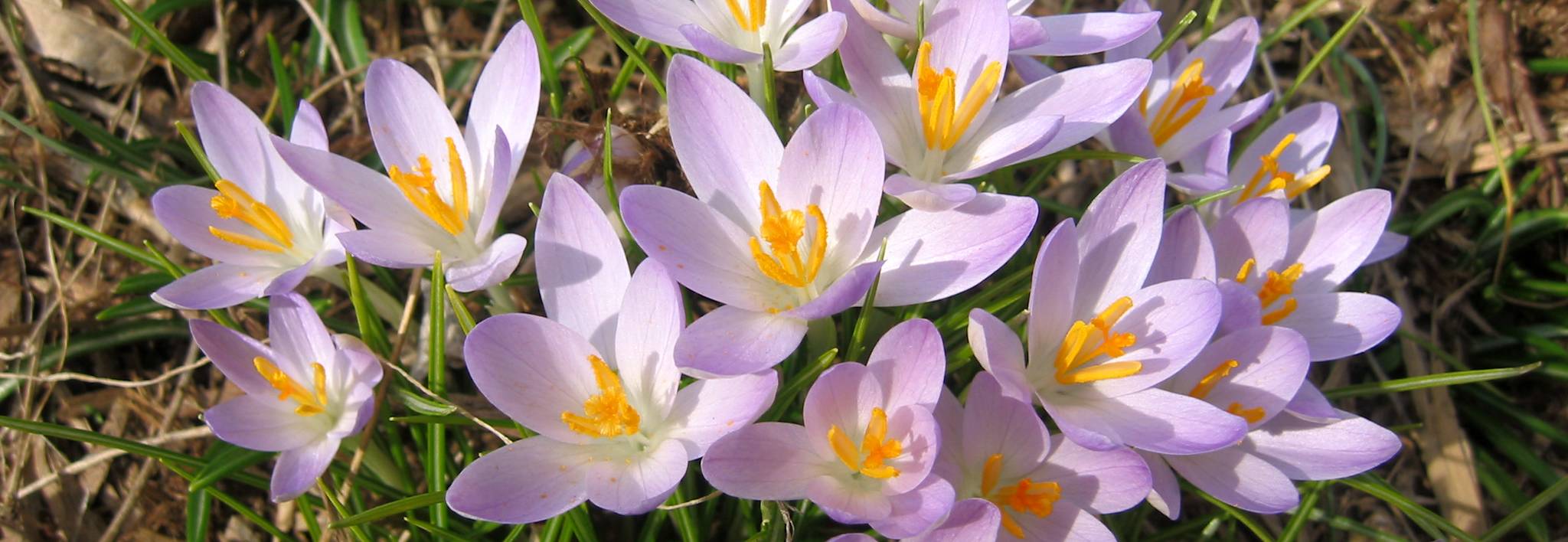 Lavender Crocuses