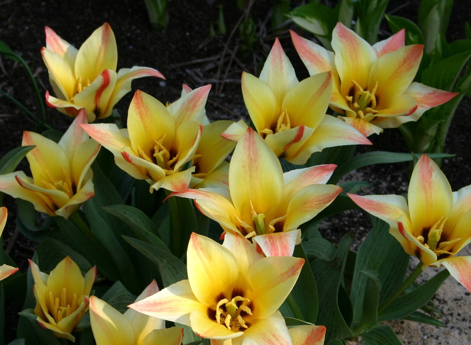 Yellow & Red Tulips