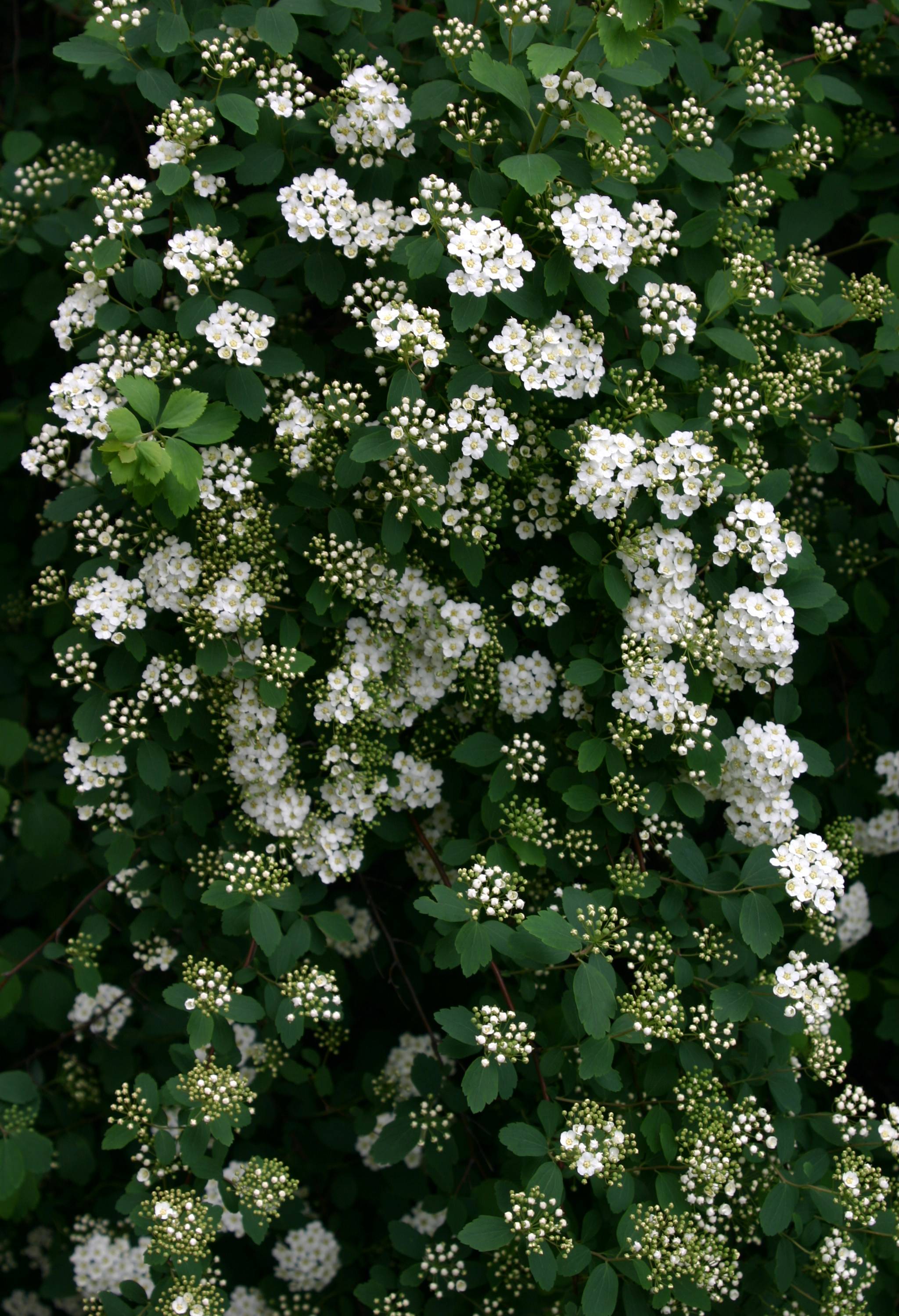 Bridal Veil Branches