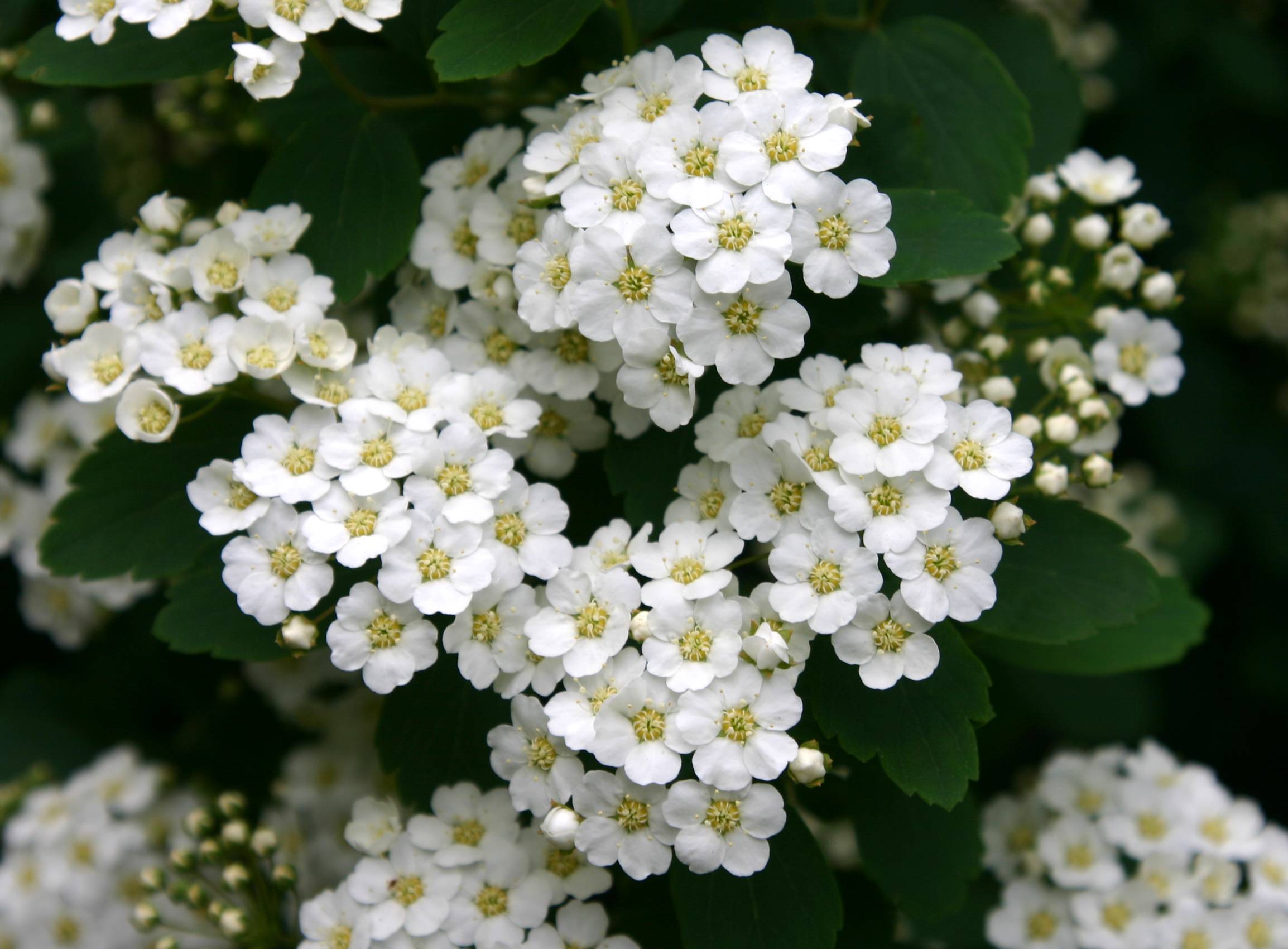 Bridal Veil