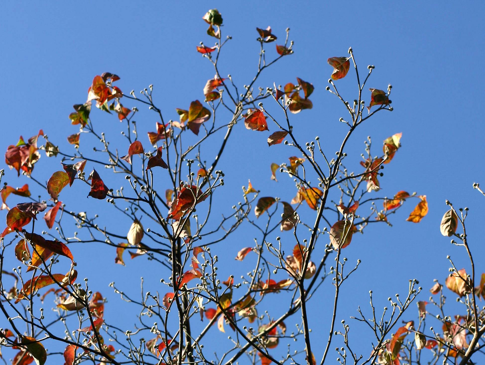 Dogwood Tree Top
