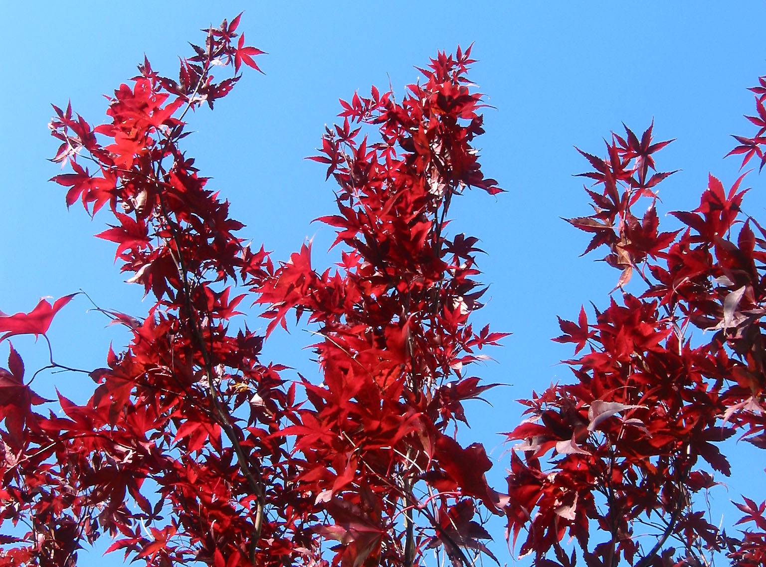 Japanese Red Leaf Maple