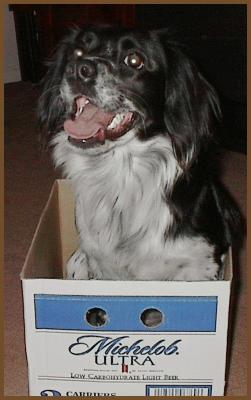 Baillee-in-a-box