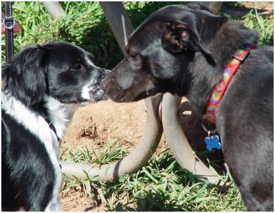 BB & Shelby