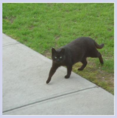 Kitty struttin home