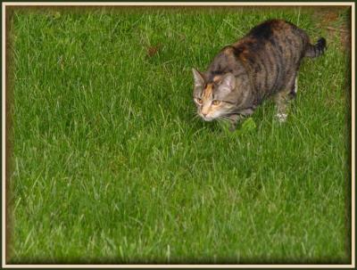 Grey-grey stalking