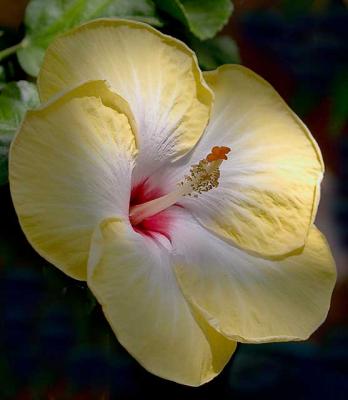 Yet another new hibiscus