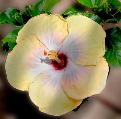 2nd bloom / new hibiscus/ 5th Dimension