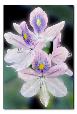 Hyacinth in 04