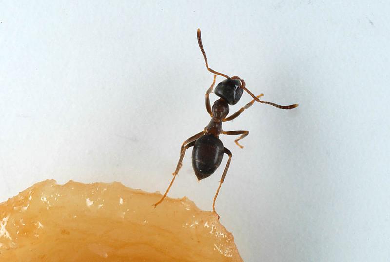 Lasius-niger.jpg