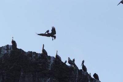 Brown-Pelicans.jpg