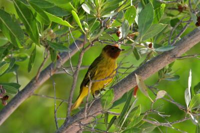 Yellow Mangrove Warbler