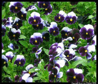 TheColourPurple.JPG