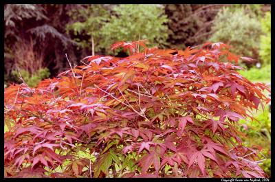 JapaneseMaple.jpg
