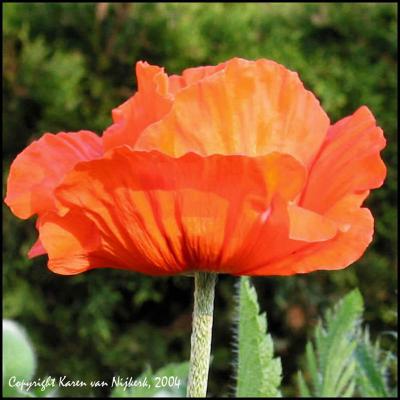 The Wonder of Colour