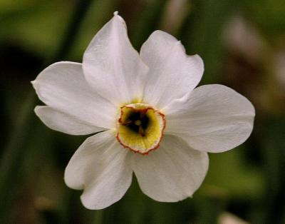 Daffodil