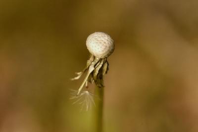 As The Last Seed Falls