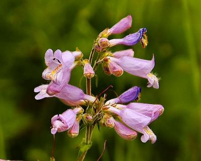 Hairy Beardtongue