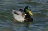 Duck 4