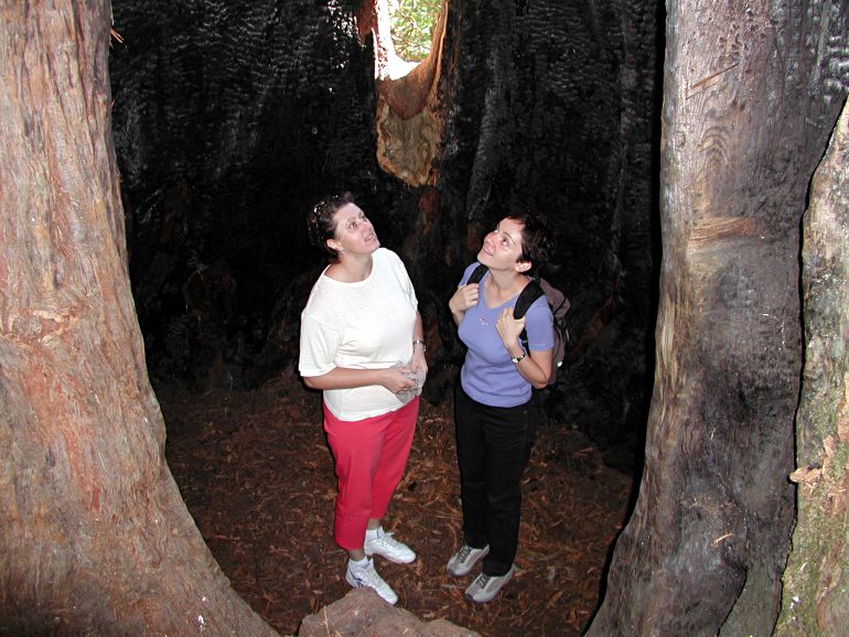 Inside a burnt-out sequoia