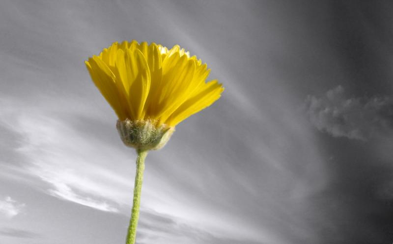 Wildflower & Clouds