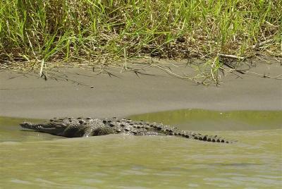 DSC01434 - Croc again...