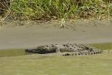 DSC01432 - Crocodile