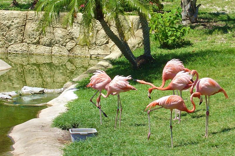 DSC01149 - Flamingos