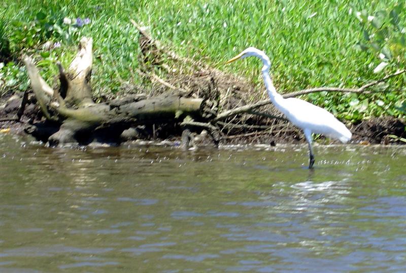 DSC01413 - Another bird along the canal (Egret?)