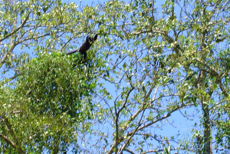 DSC01419 - Monkey in the trees