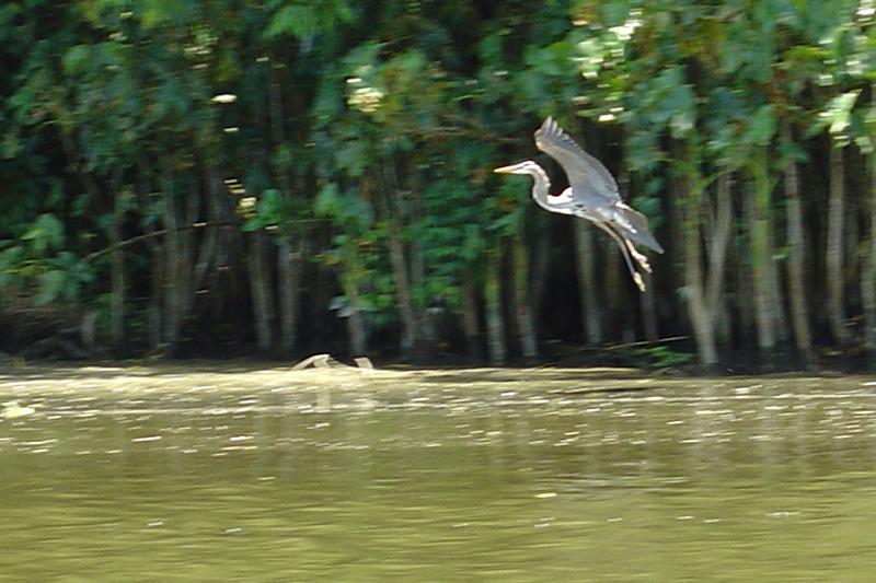 DSC01424 - Another bird just gone to wing (Blue Heron?)