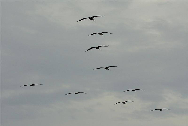 Pelicans flying in formation off Panama