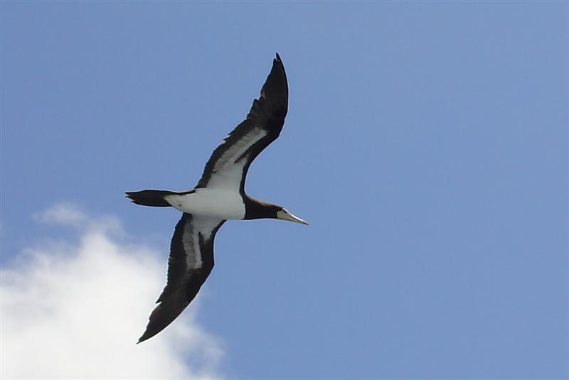 DSC01546 - Brown Booby - one of several of these birds that followed the ship for a couple of days out of Panama