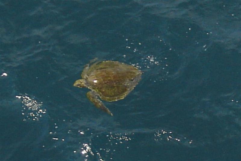 DSC01556 - Sea Turtle