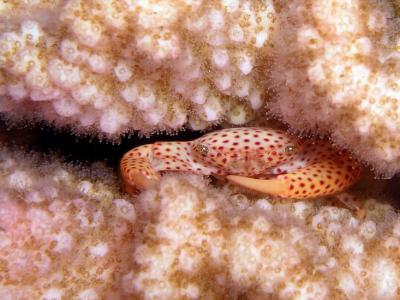 Tiger Coral Crab