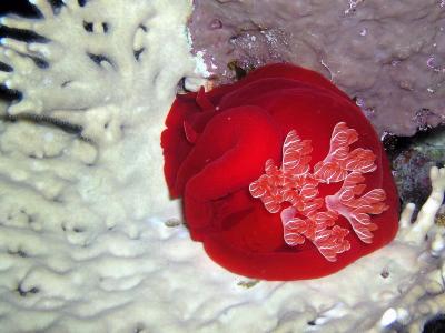 Spanish Dancer nudibranch