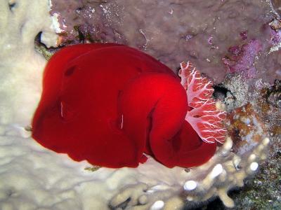 Spanish Dancer nudibranch