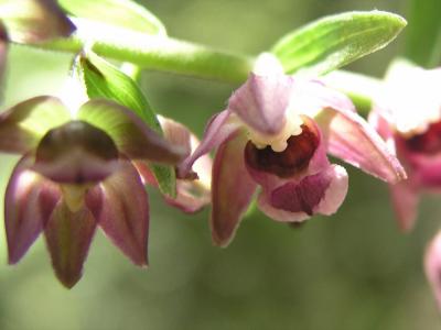 Epipactis Helliborine