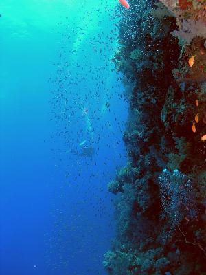 Elphinston Reef