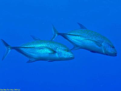 Bluefin Trevally