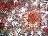 Feather star